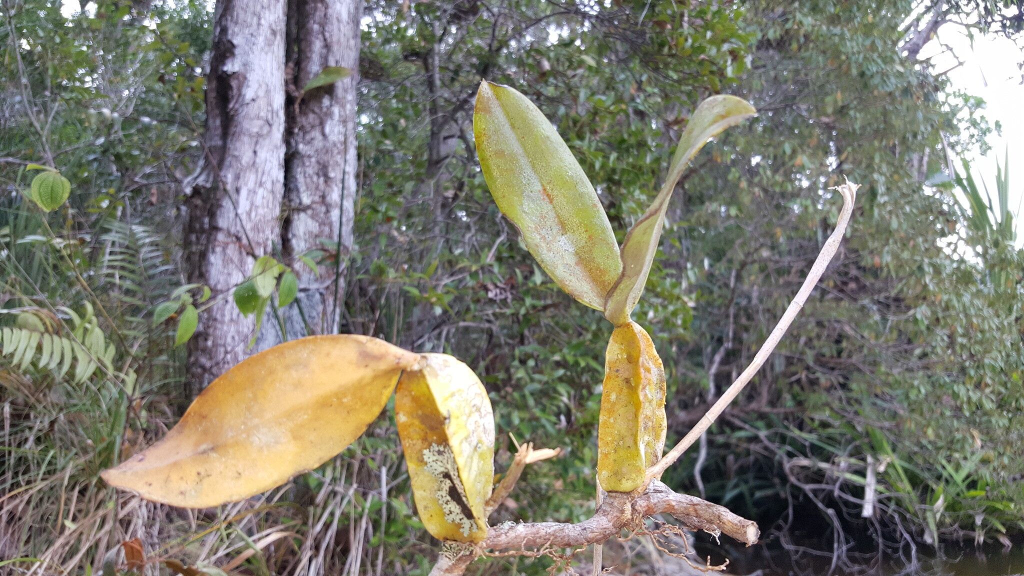 Bulbophyllum labatii habit