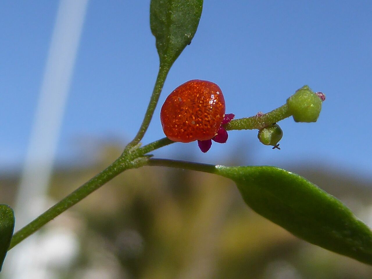 Einadia nutans fruit