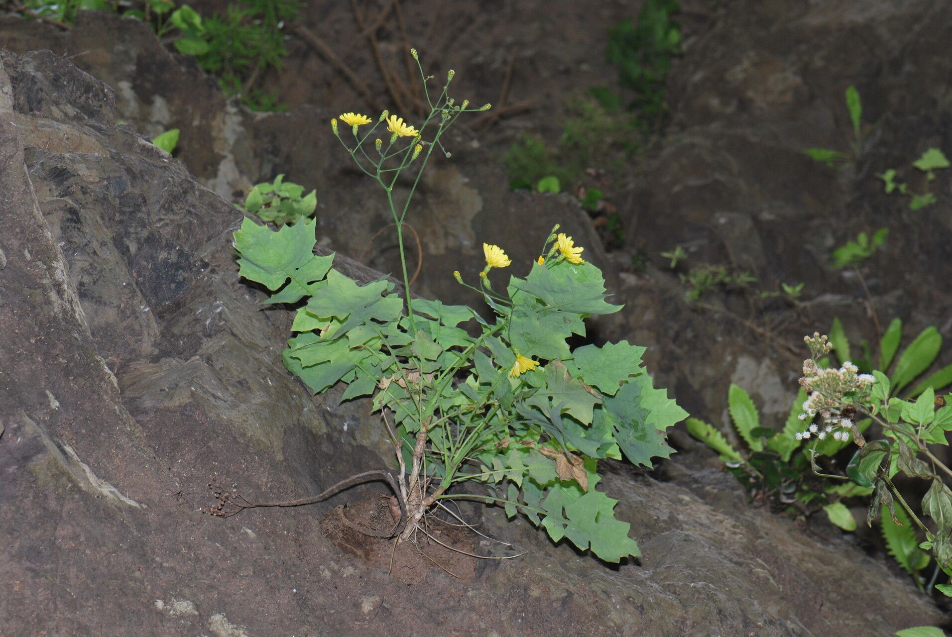 Sonchus fauces-orci flower