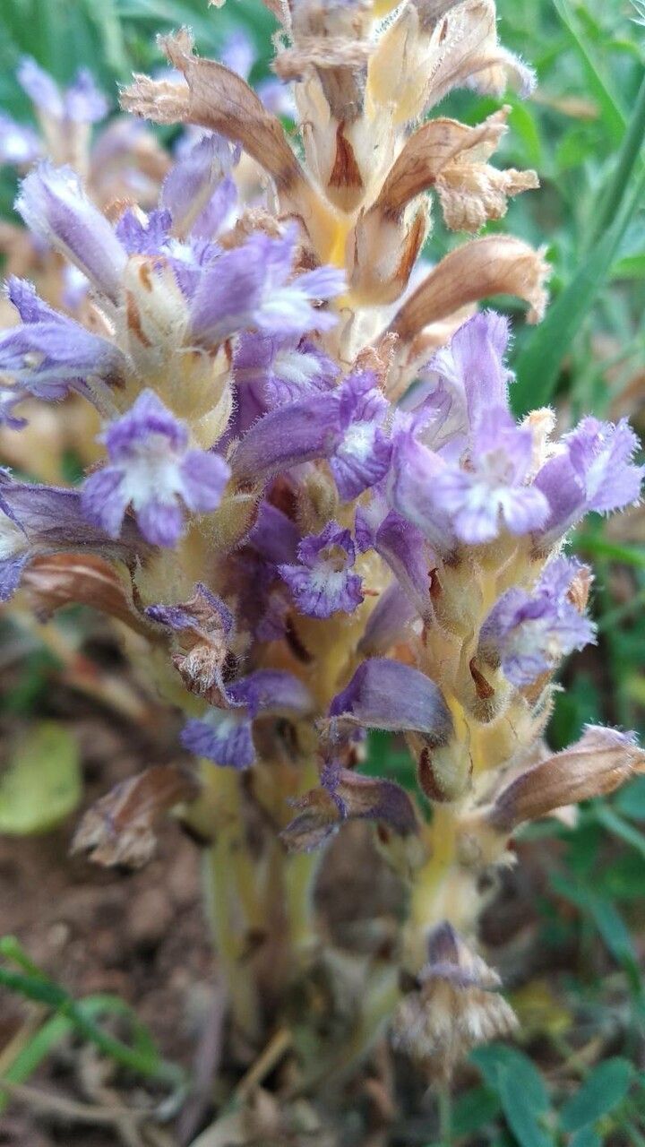 Orobanche resedarum — houseplant care guide