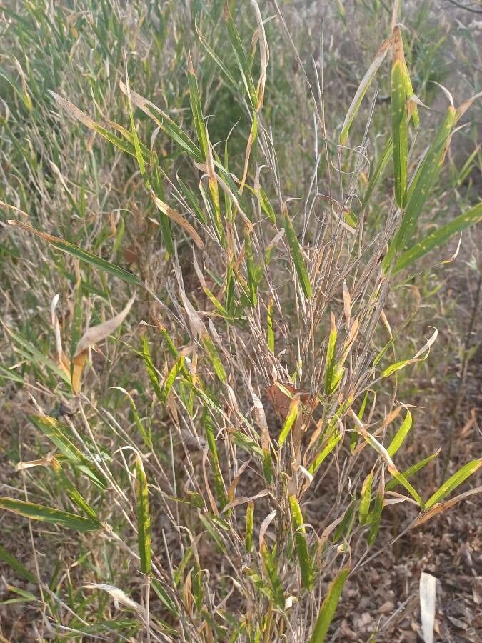 Arundinaria gigantea habit