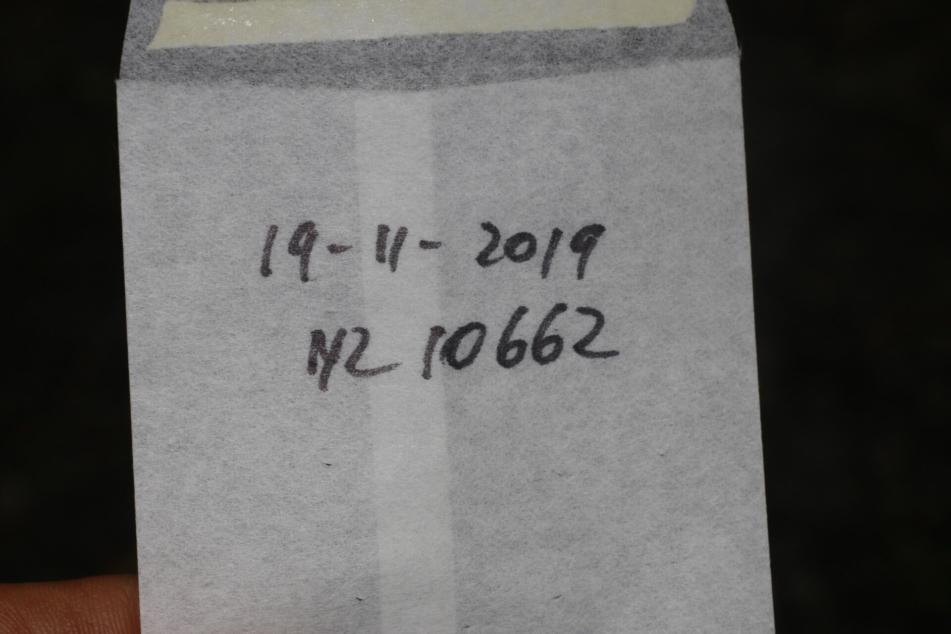 Pouzolzia guatemalana other