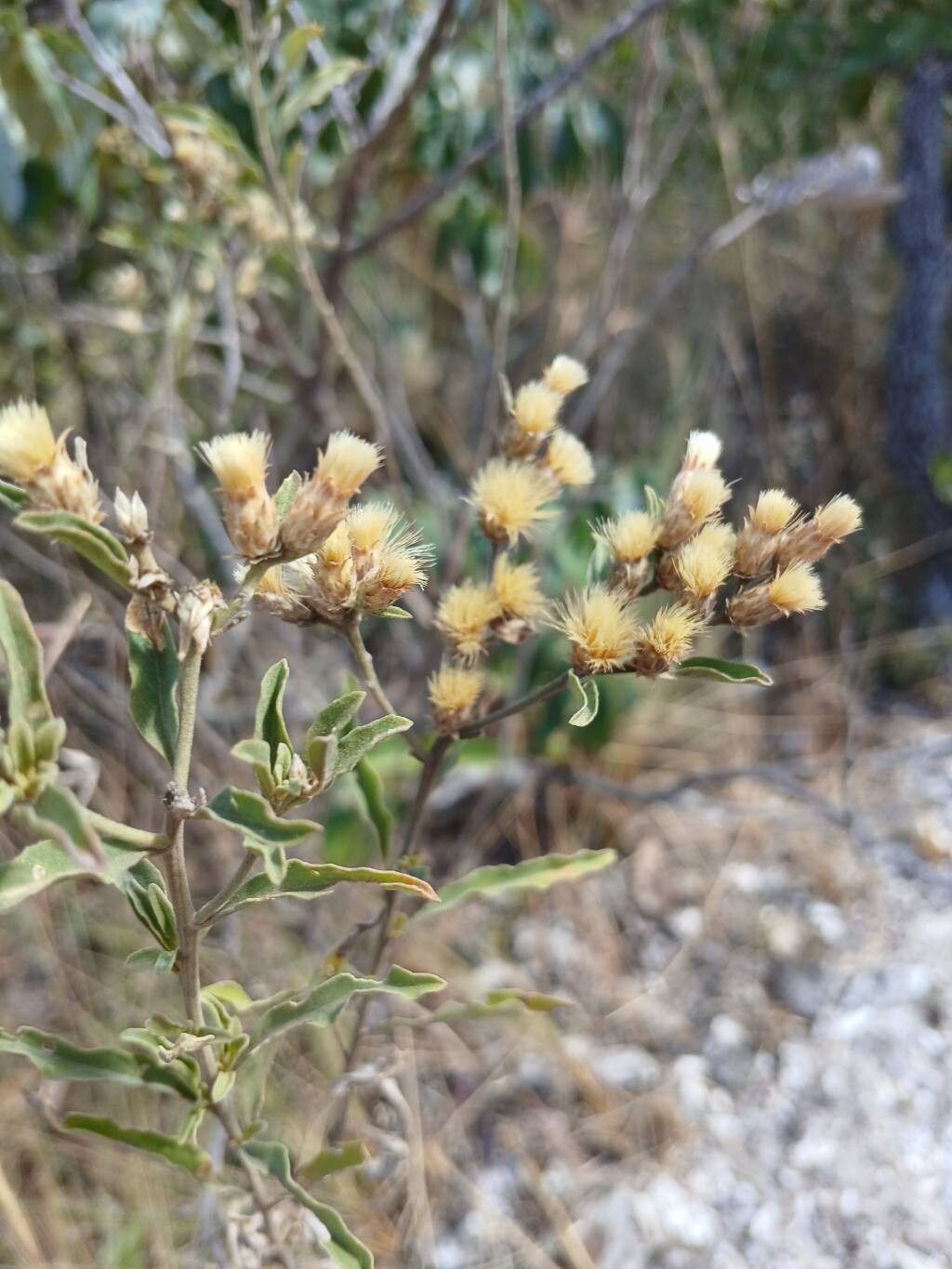 Lepidaploa rufogrisea flower