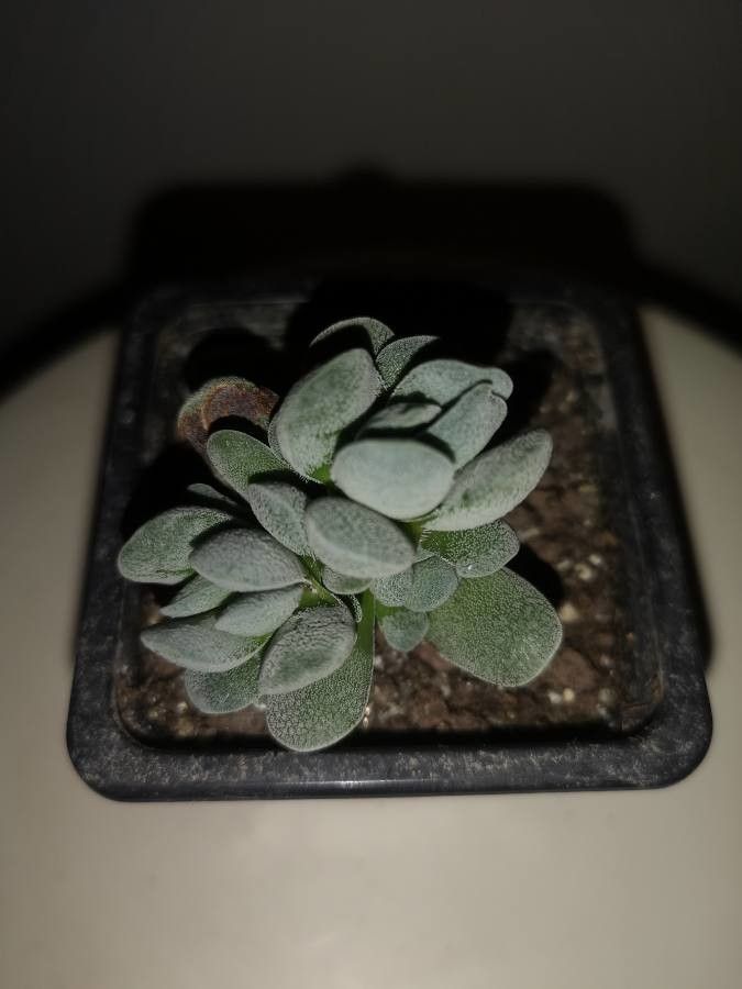 Crassula tecta habit