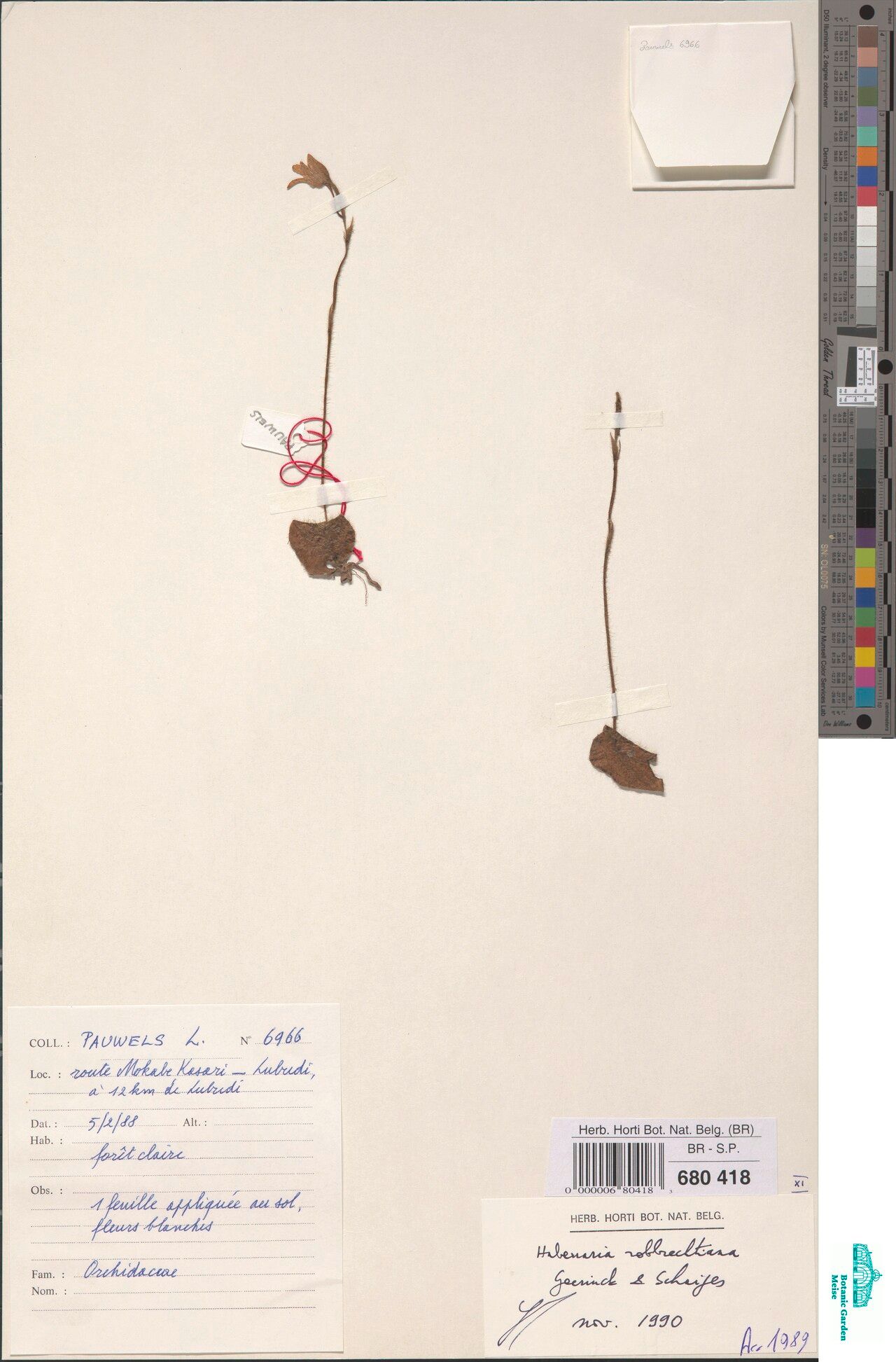 Habenaria robbrechtiana — houseplant care guide