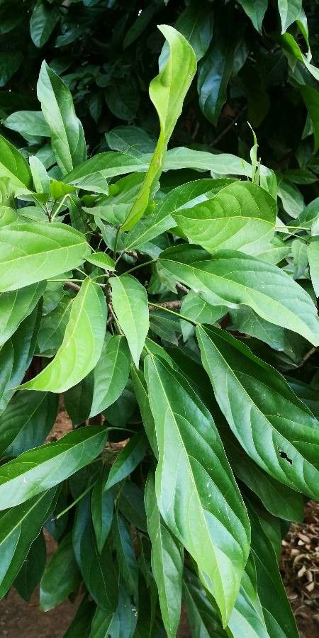 Scaphium affine — search result for 'Sterculia'