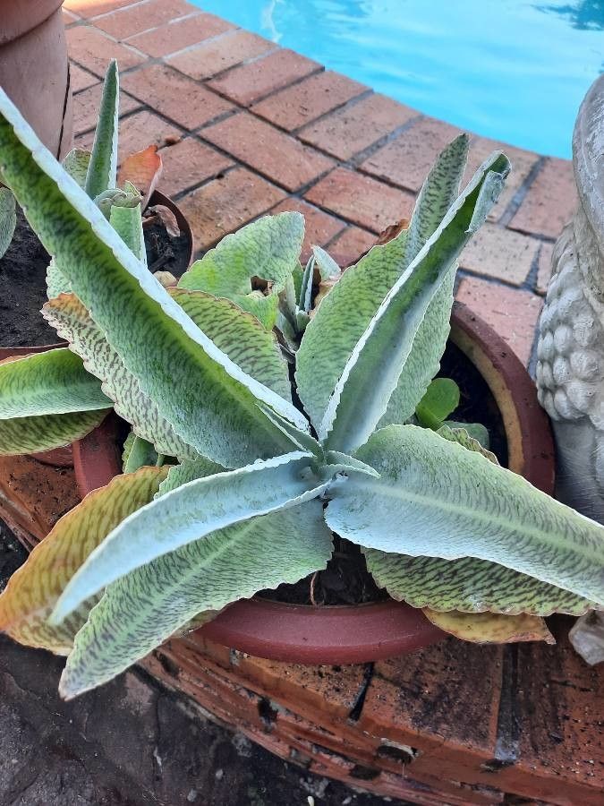 Kalanchoe gastonis-bonnieri