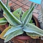 Kalanchoe gastonis-bonnieri