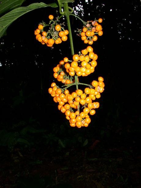 Aegiphila falcata flower