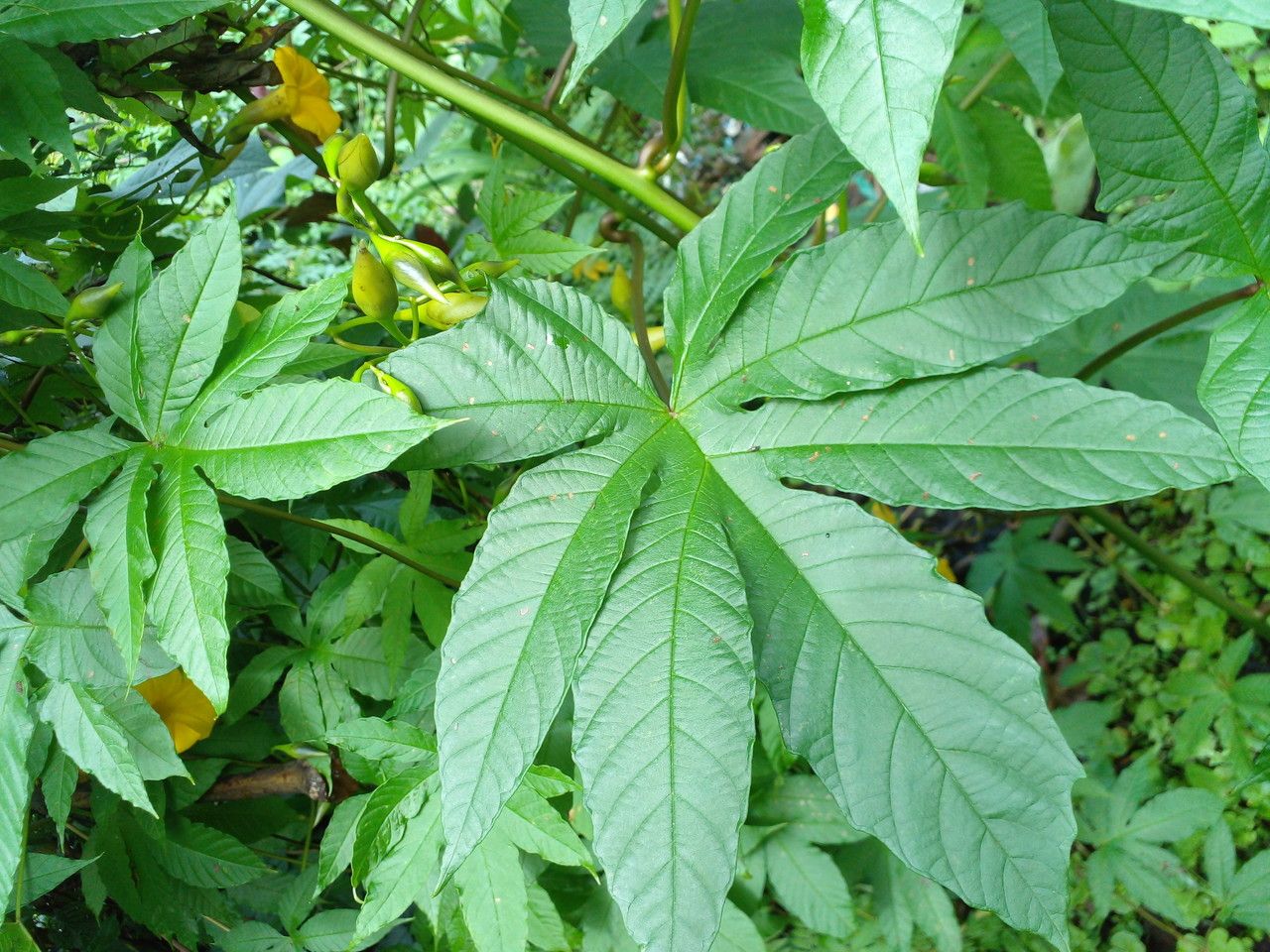 Merremia tuberosa — search result for 'Convolvulaceae'