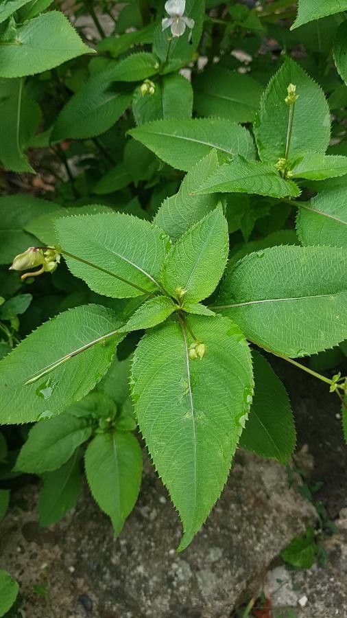 Impatiens balfourii leaf