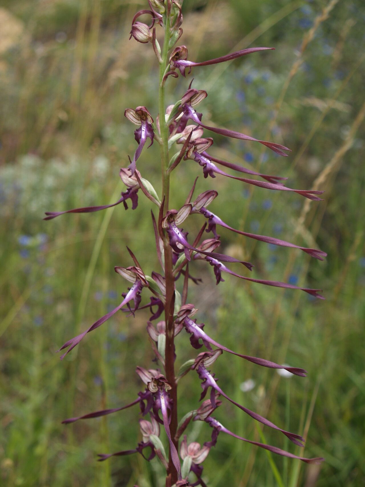 Himantoglossum calcaratum flower