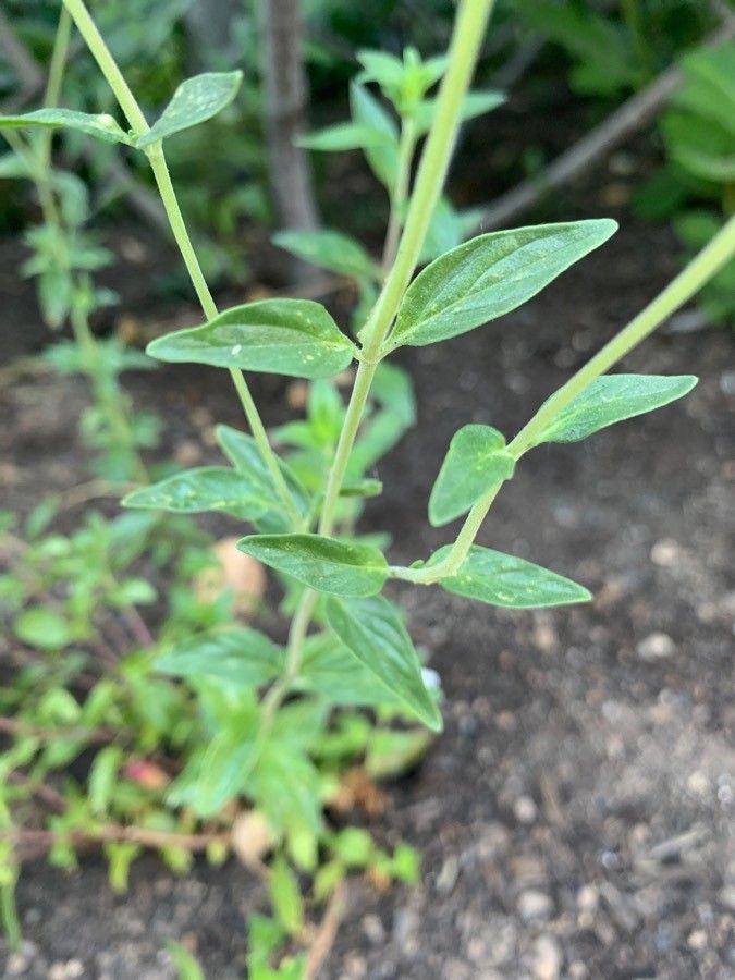 Monardella odoratissima — houseplant care guide