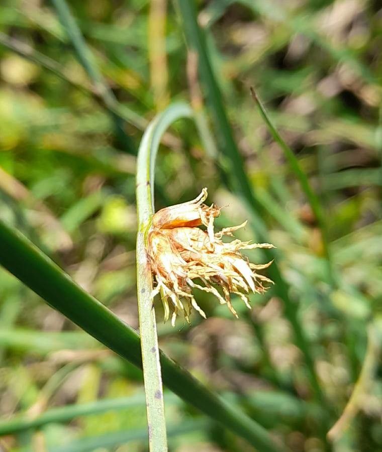 Carex divisa flower