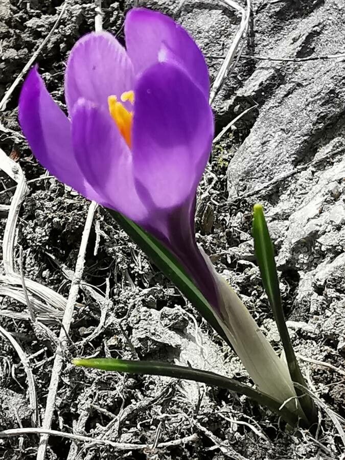 Crocus neapolitanus other