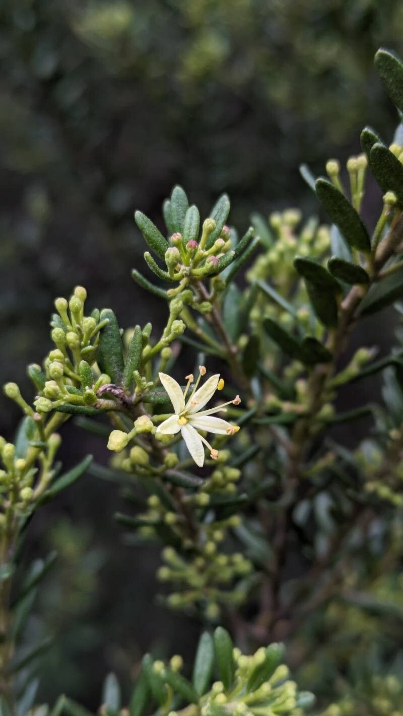 Leionema phylicifolium flower