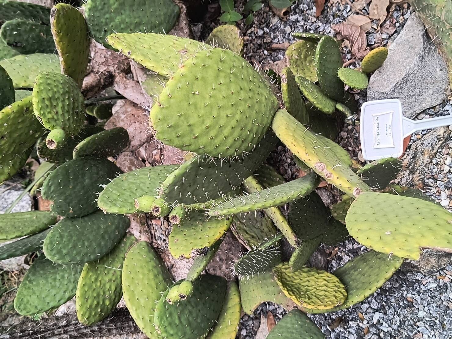 Tacinga saxatilis habit