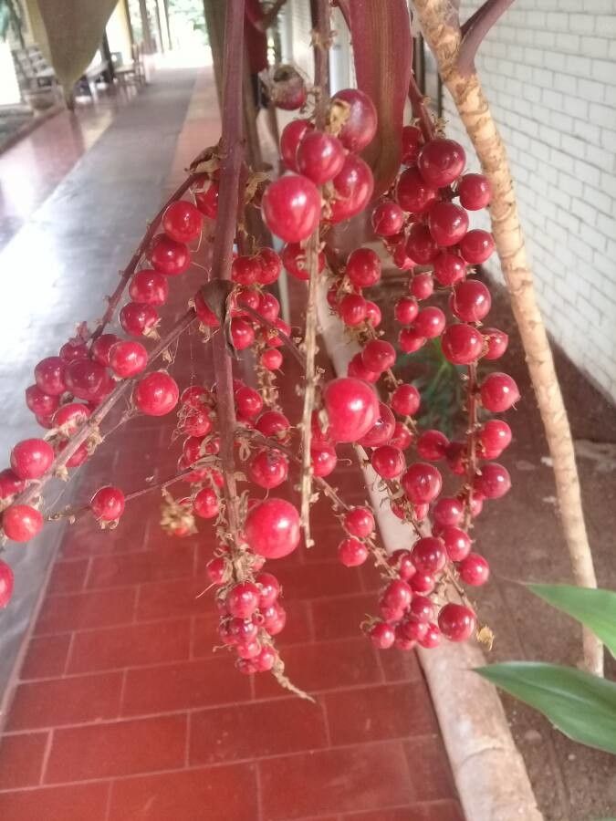 Cordyline indivisa fruit