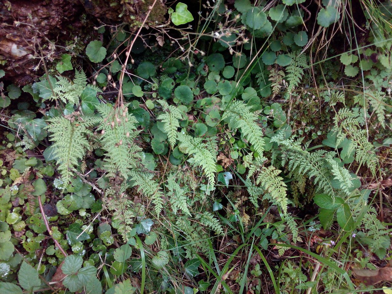Cystopteris diaphana habit