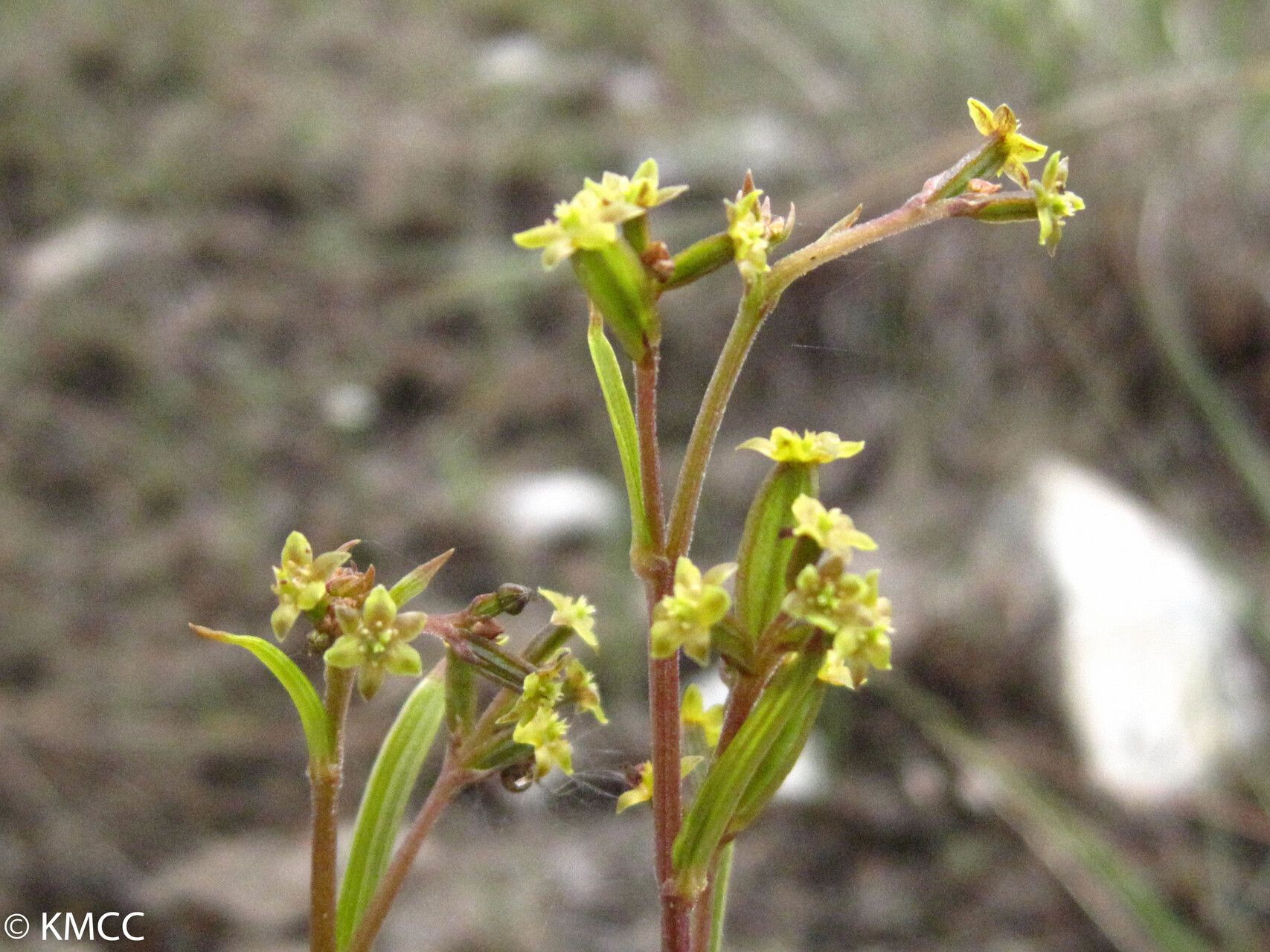 Dioscorea hexagona — houseplant care guide