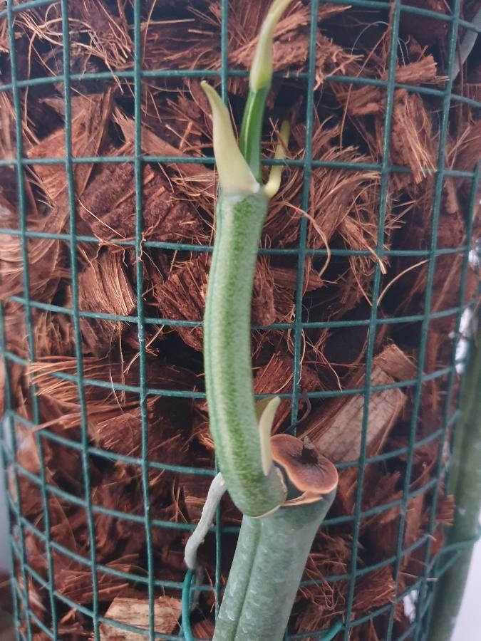 Vanilla roscheri leaf