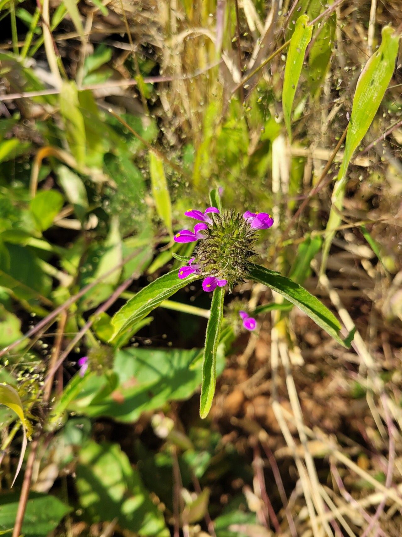 Hypoestes cancellata — houseplant care guide