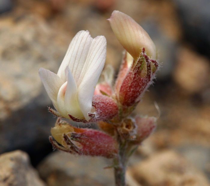 Astragalus monoensis flower