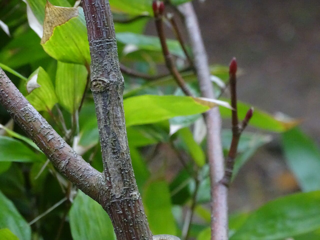 Acer pectinatum bark