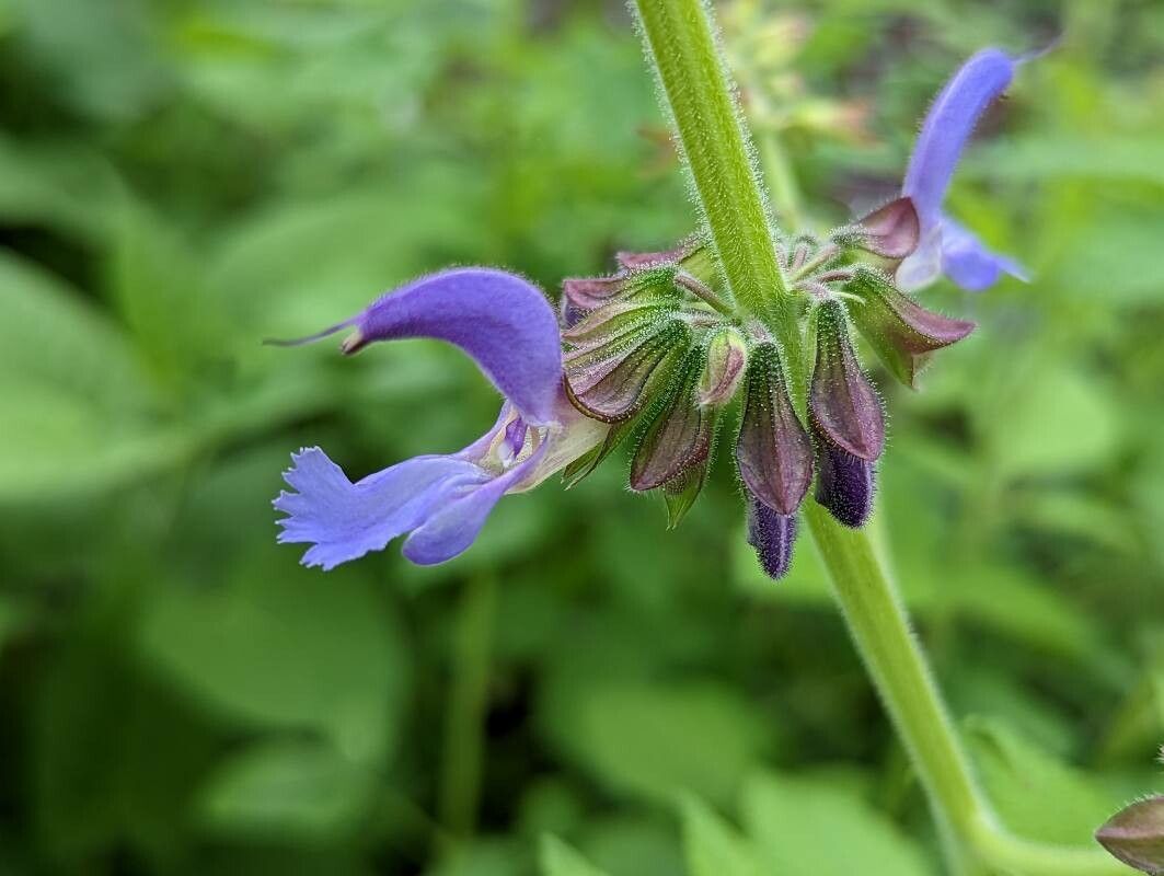 Salvia miltiorrhiza flower