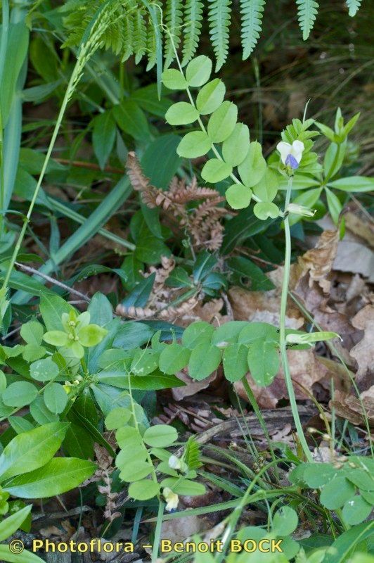 Vicia laeta habit