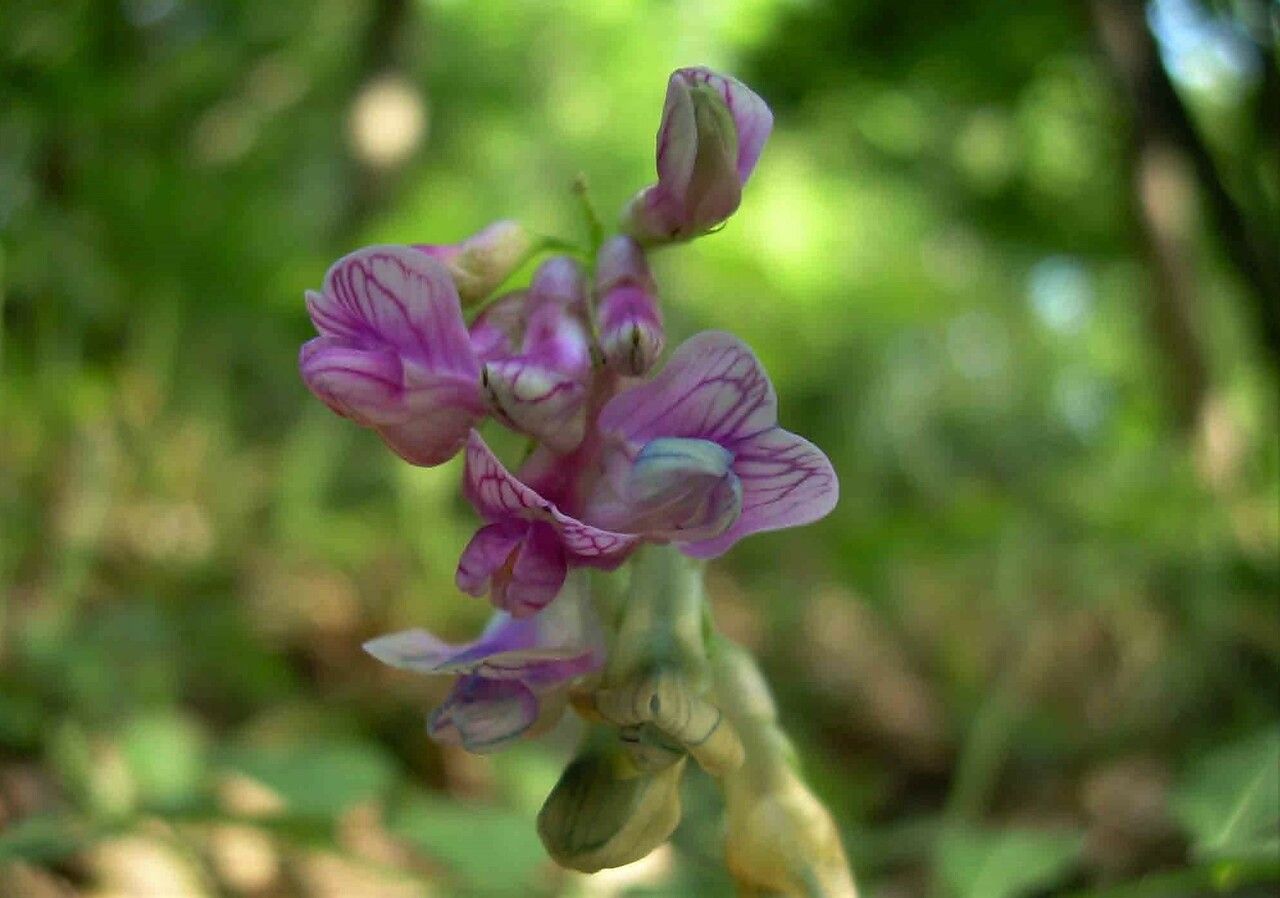 Lathyrus niger flower