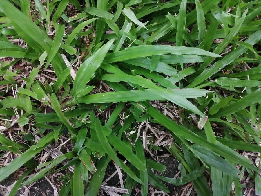 Paspalum conjugatum — search result for 'Paspalum'
