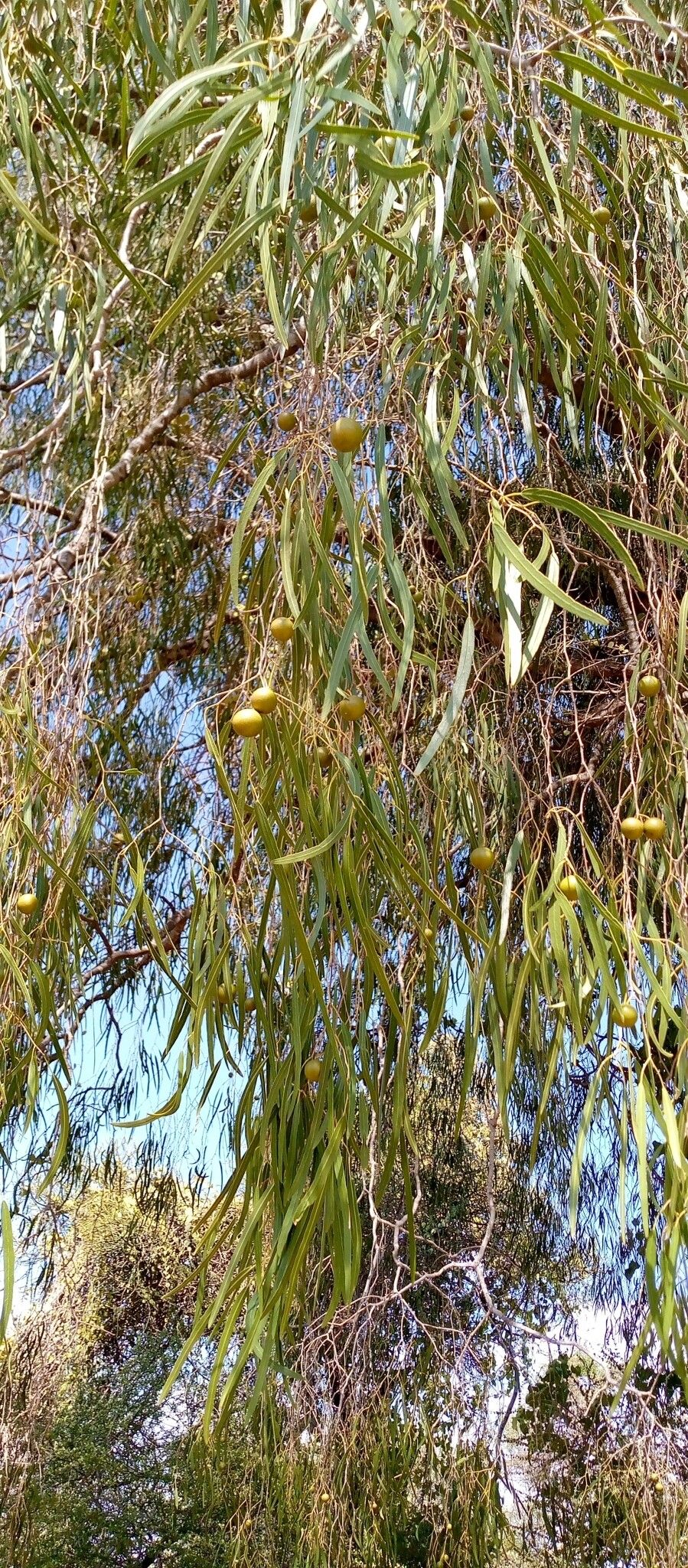 Boscia longifolia — related species from the same genus