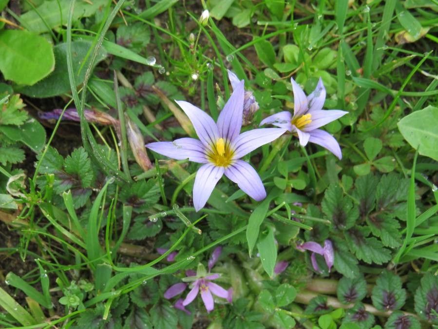 Romulea bulbocodium flower