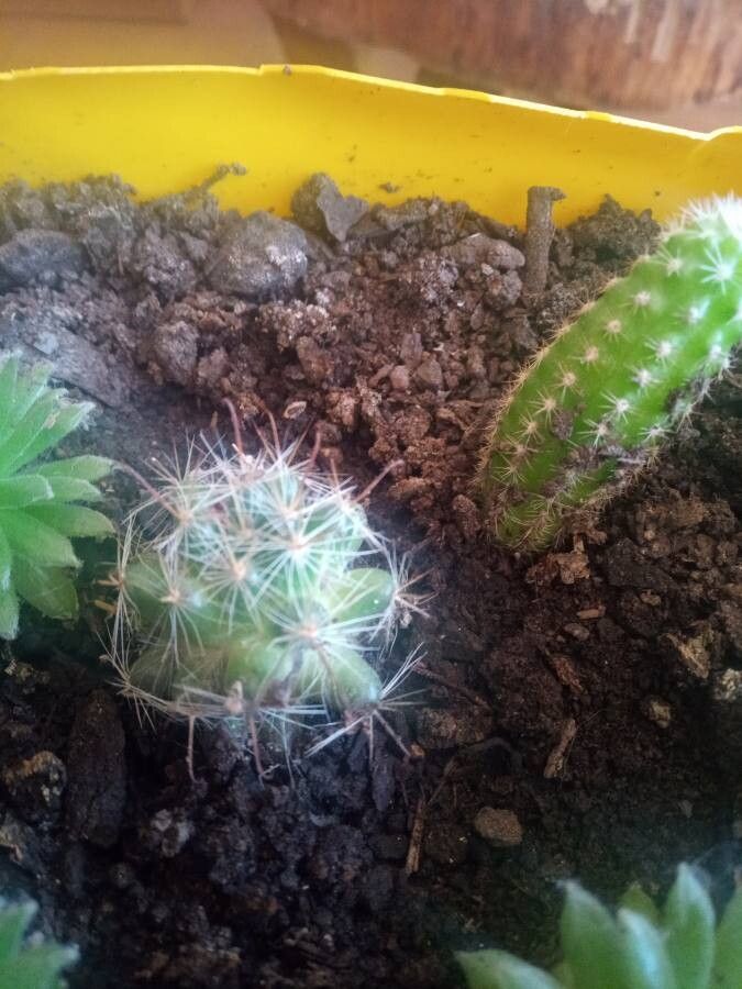 Mammillaria rhodantha subsp. pringlei — houseplant care guide