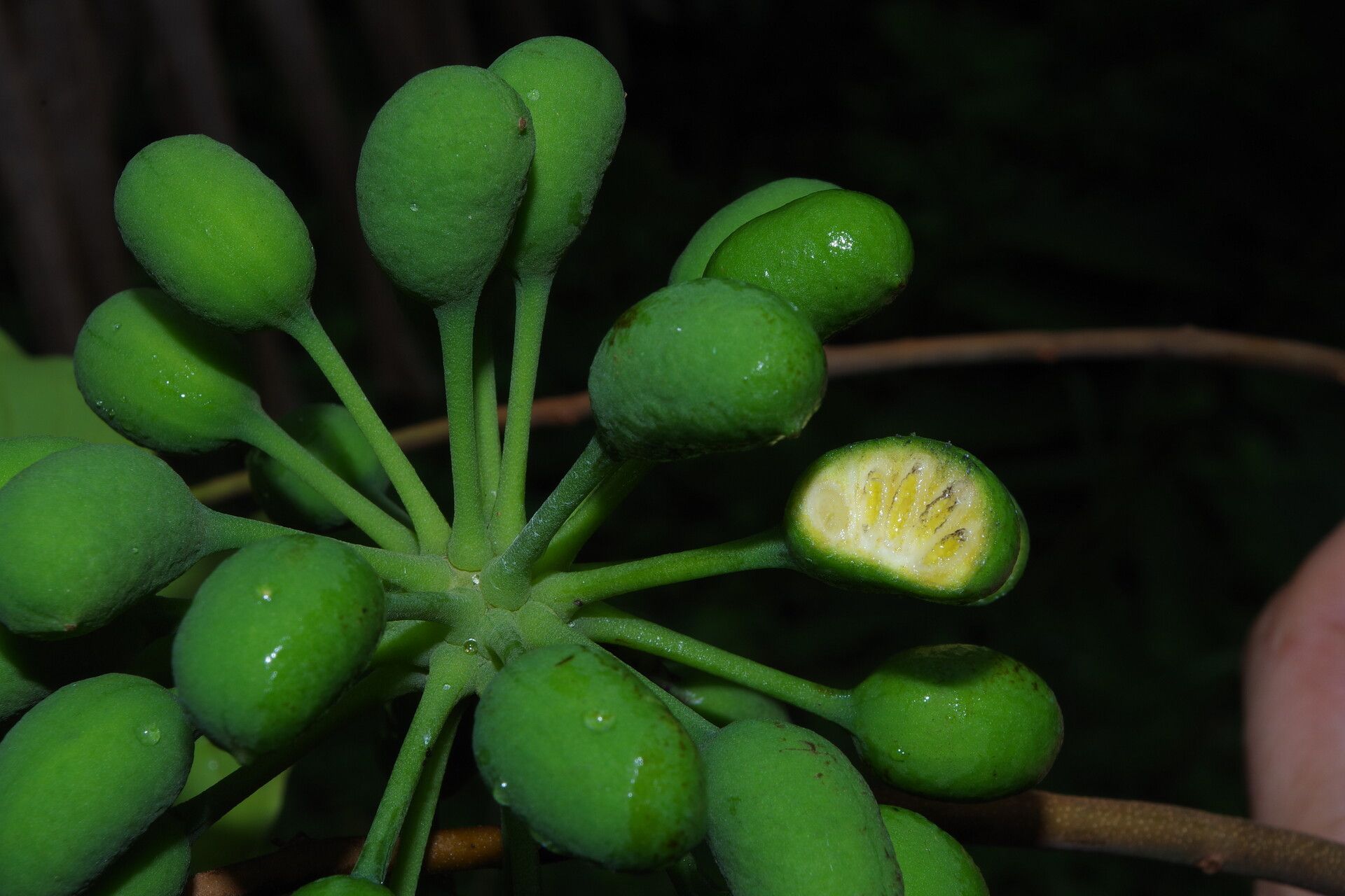 Uvaria comperei fruit