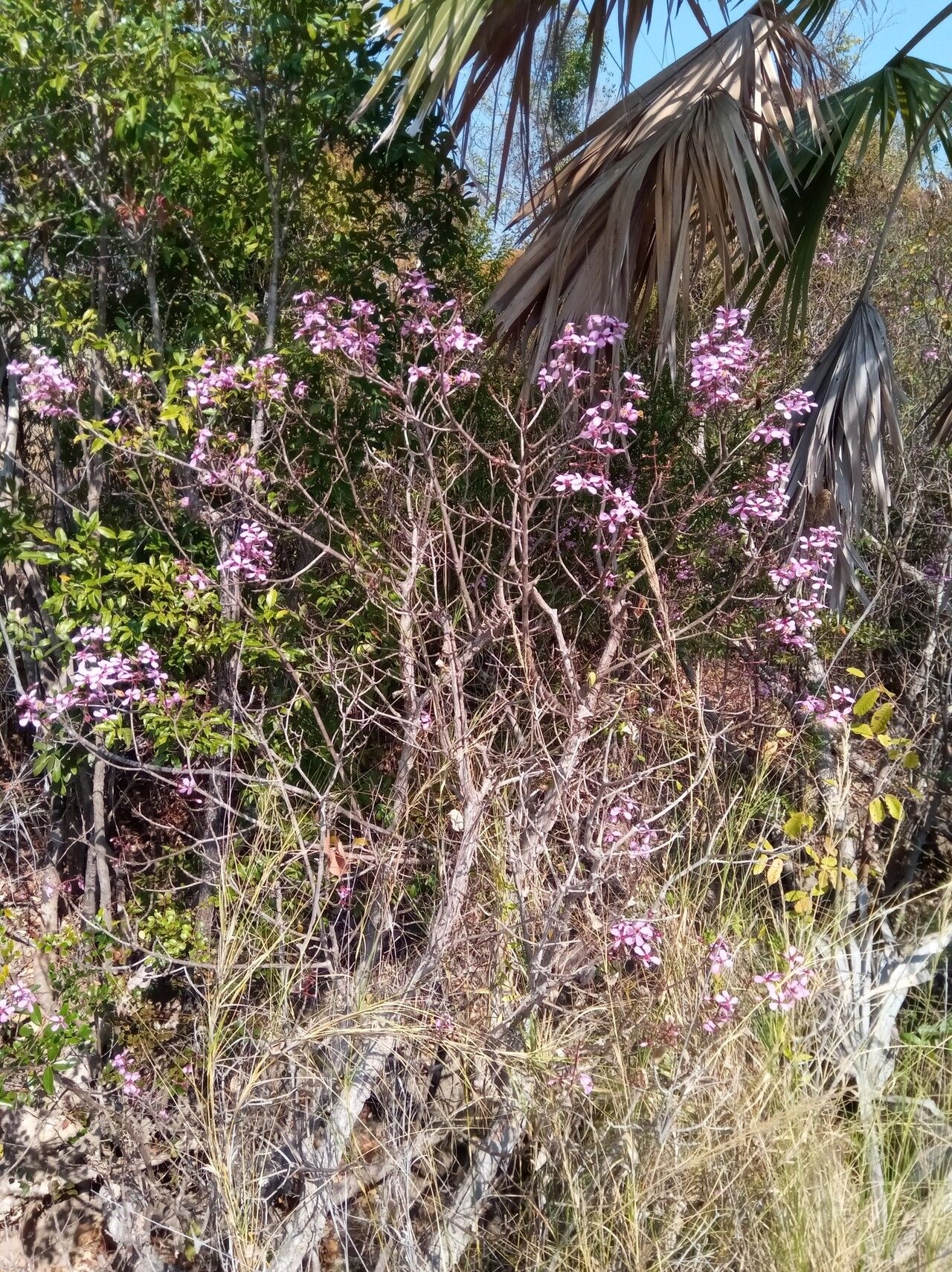 Dichaetanthera crassinodis habit