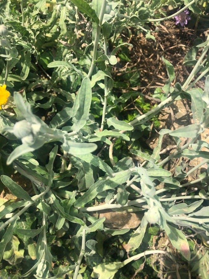 Andryala chevallieri — related species from the same genus