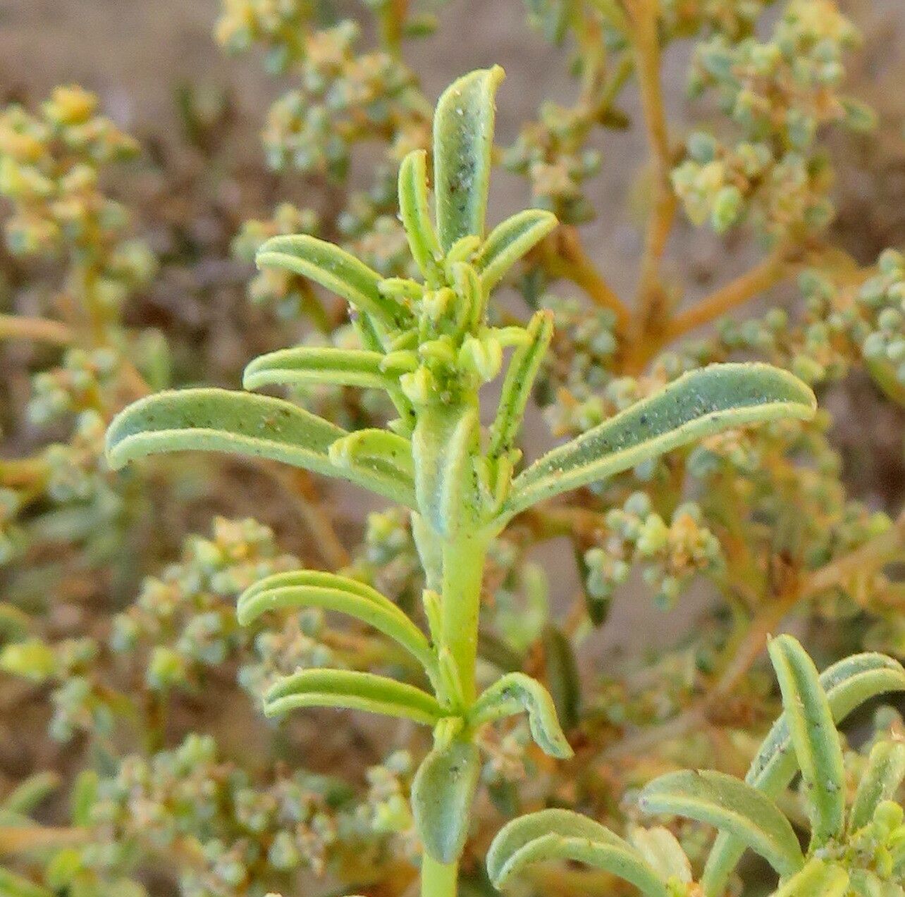 Aizoon africanum flower
