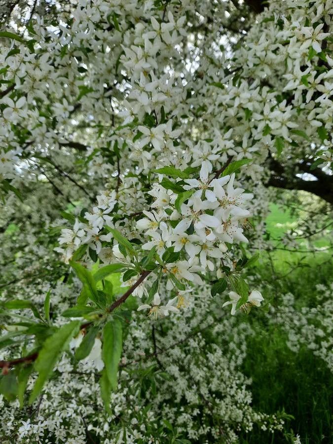 Malus sieboldii flower