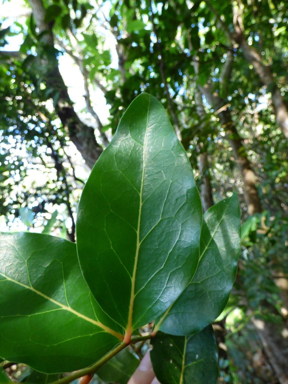 Olax psittacorum — houseplant care guide