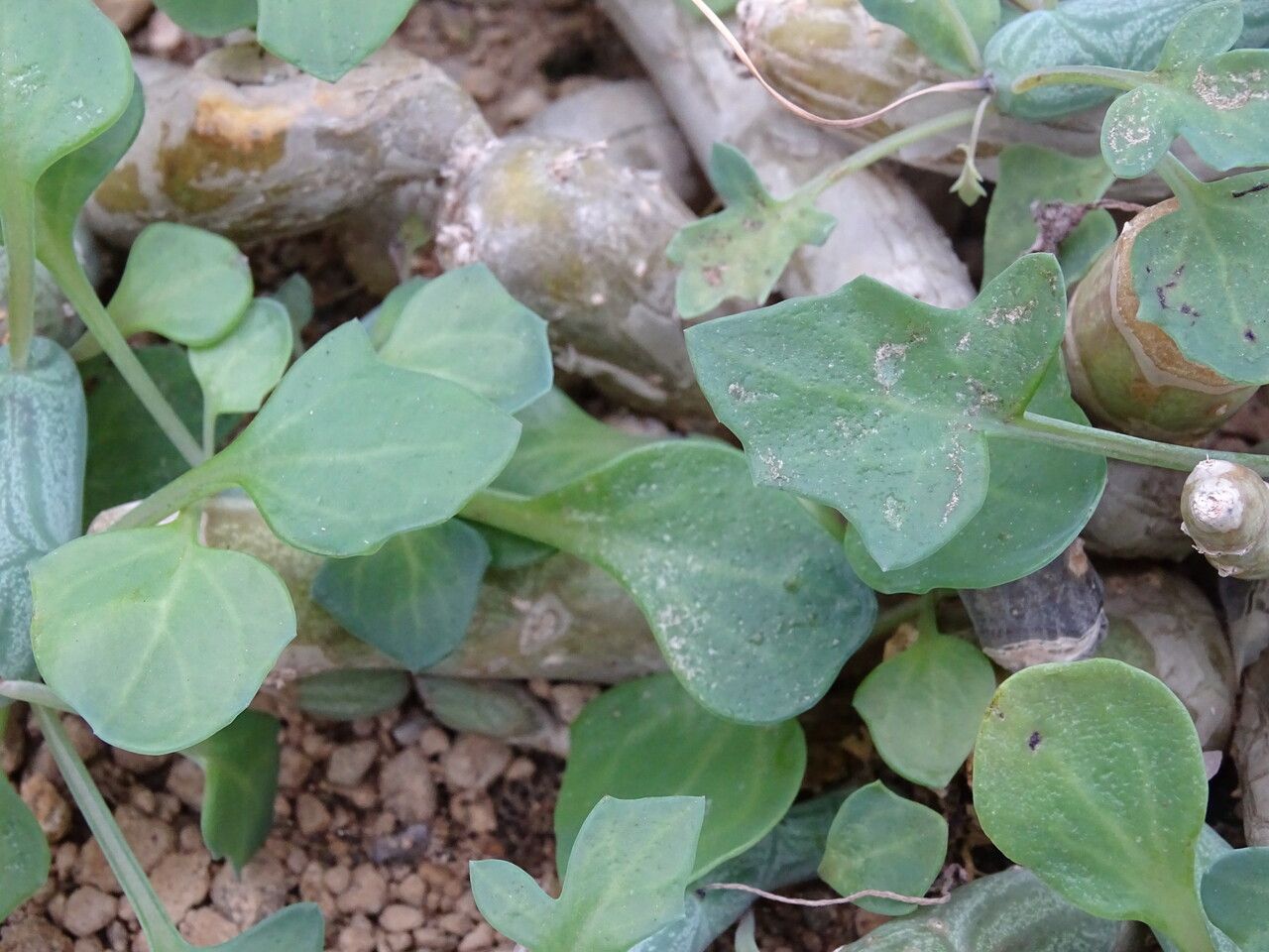 Senecio articulatus leaf