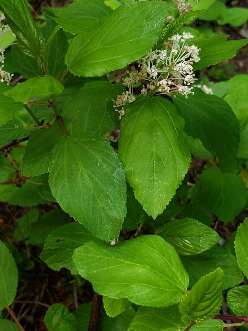Ceanothus sanguineus — search result for 'Ceanothus'