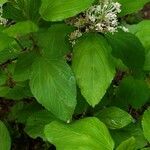 Ceanothus sanguineus