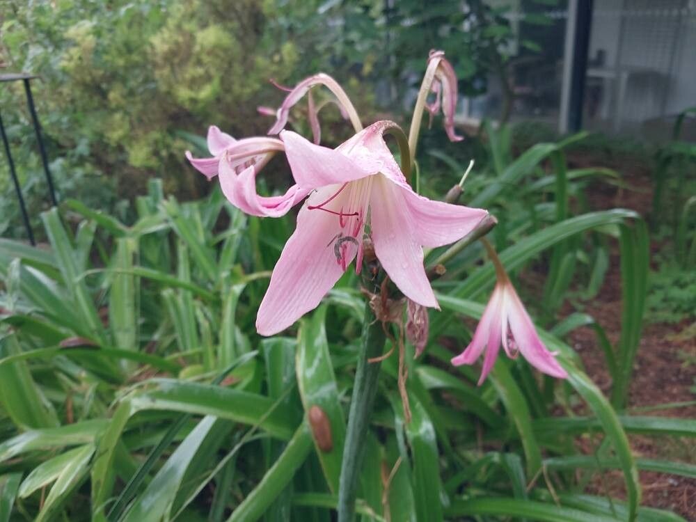 Crinum × powellii flower