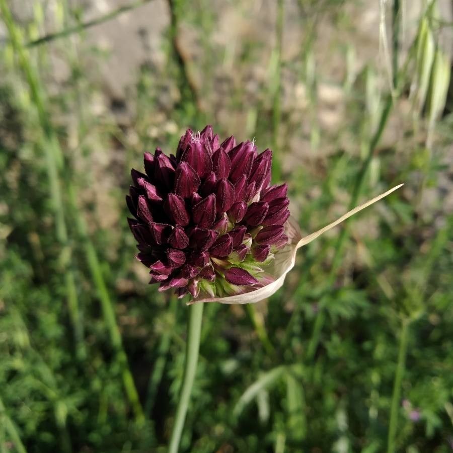 Allium rotundum flower