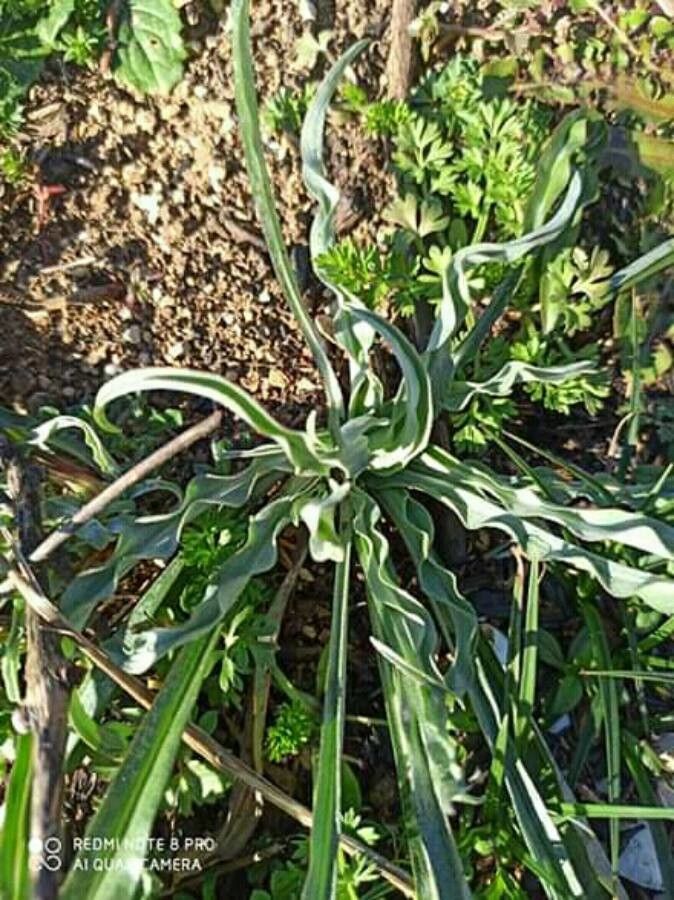 Chlorogalum pomeridianum — houseplant care guide