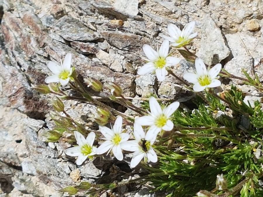Minuartia recurva flower