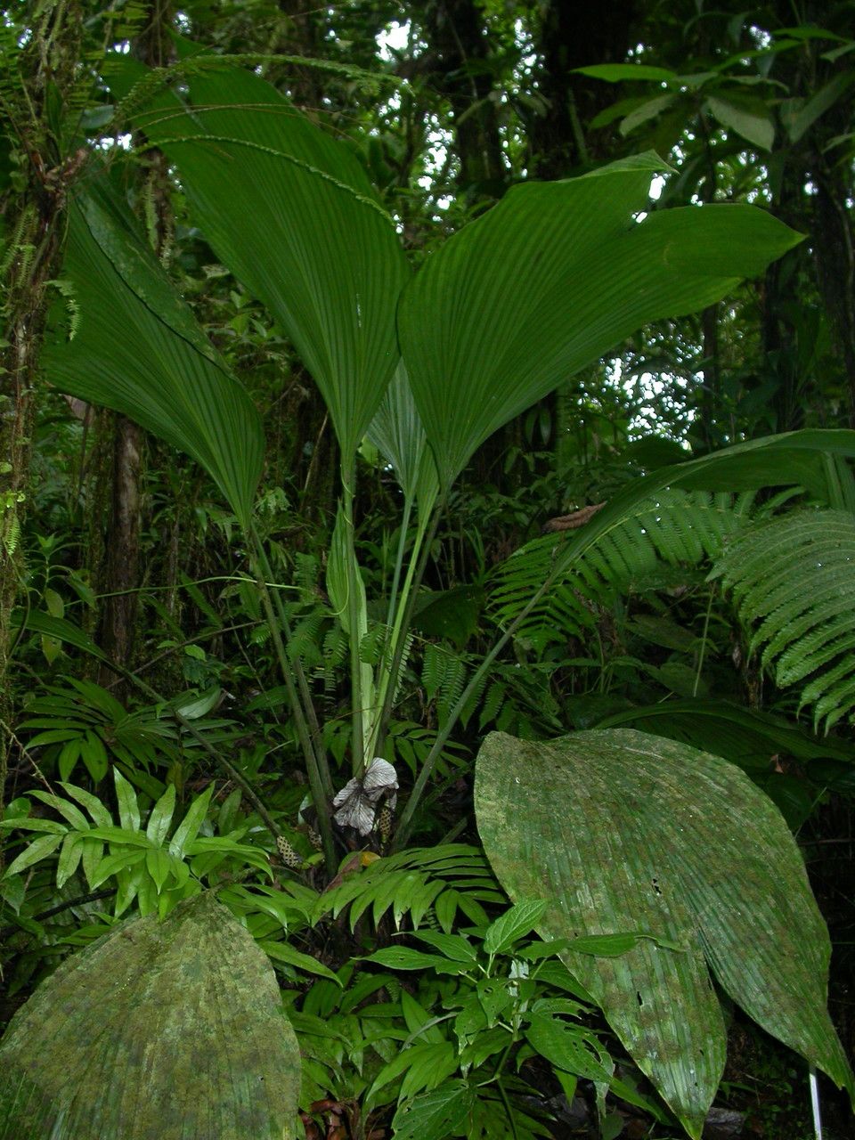 Asplundia insignis — houseplant care guide