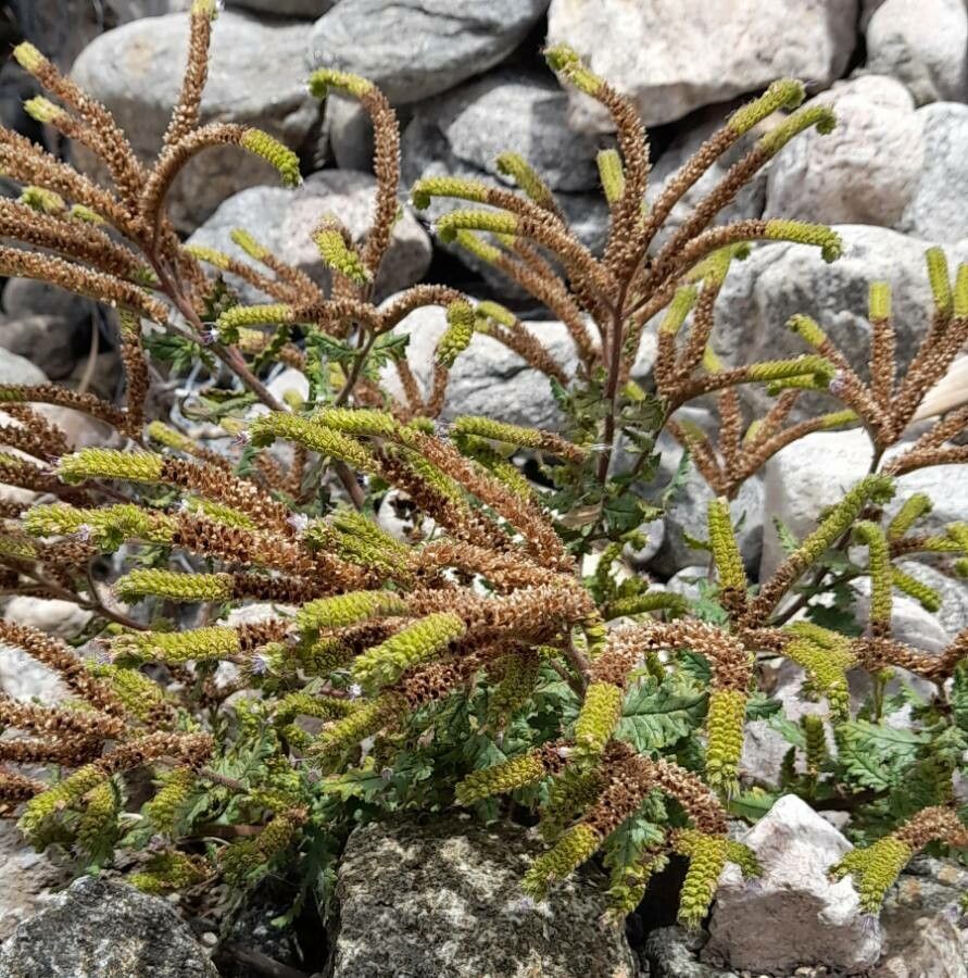 Phacelia artemisioides habit